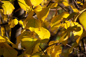 Yellow leaves on tilia tree during autumn season. Concept for october and november seasonal landscape