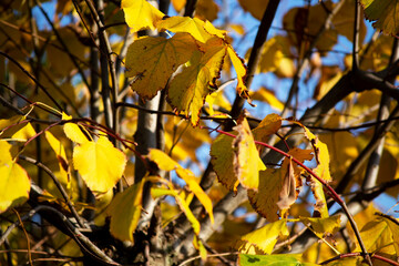 Yellow leaves on tilia tree during autumn season. Concept for october and november seasonal landscape