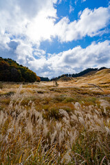 Fototapeta premium 砥峰高原のススキ