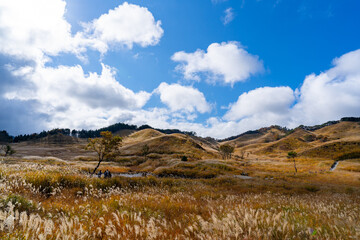 砥峰高原のススキ
