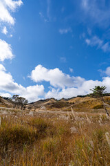 砥峰高原のススキ