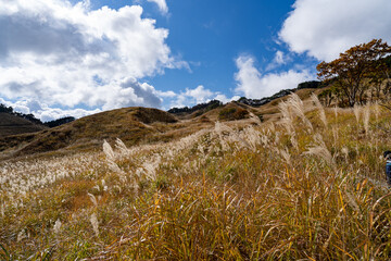 砥峰高原のススキ