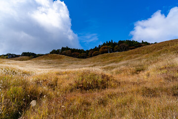 砥峰高原のススキ