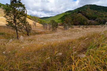 砥峰高原のススキ