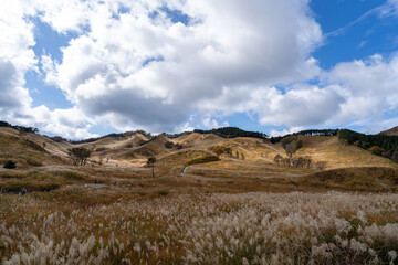 砥峰高原のススキ
