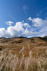 砥峰高原のススキ