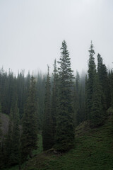 Thick fog in a coniferous forest, mysterious and beautiful! Wildlife of Asia.