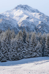 A snow-covered coniferous forest with morning light, and towering mountains rise in the background.