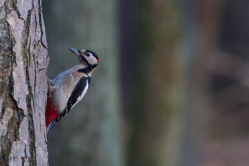 Great spotted woodpecker
