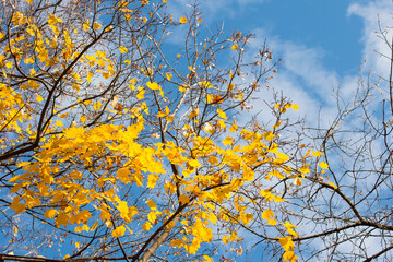 autumn yellow maple crown. Yellowed leaves