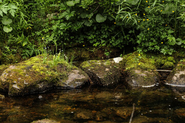 The rocky shore of a mountain river overgrown with small grass and with clear water