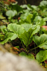 Elephants ears leaves - Latin name - Bergenia crassifolia