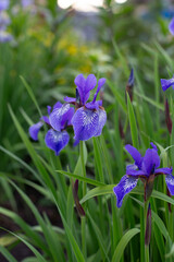 irises in the garden, selection varieties, large