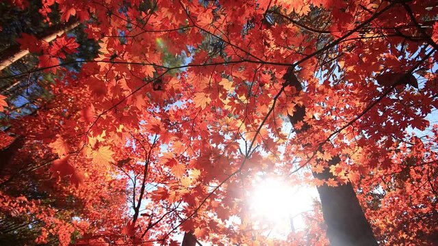Japanese maple tree in autumn