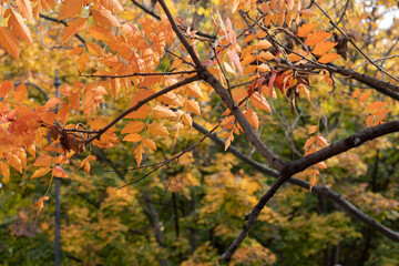 Yellowed leaves of trees in the autumn forest