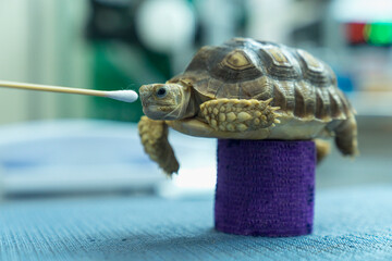 Turtles are Exotic Pets. Sulcata Tortoise or African spurred tortoise are in the veterinary...