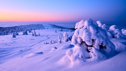 Beautiful winter mountain landscape with snowed tree at sunrise lighting.
