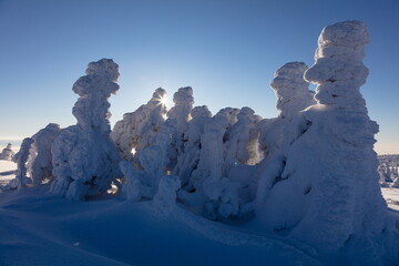 Snowy statues from trees covered with snow in the mountains.