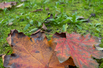 Yellowed leaves of trees in the autumn forest