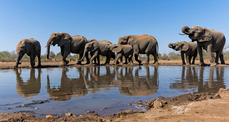Obraz premium Elephants drinking seen from a low angle at a waterhole in Mashatu Game Reserve in the Tuli Block in Botswana 
