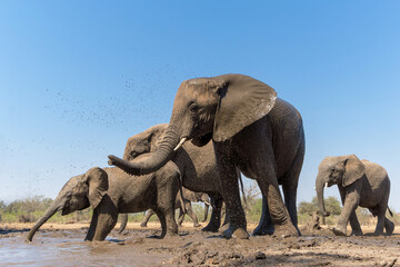 Fototapeta na wymiar Elephants drinking seen from a low angle at a waterhole in Mashatu Game Reserve in the Tuli Block in Botswana 