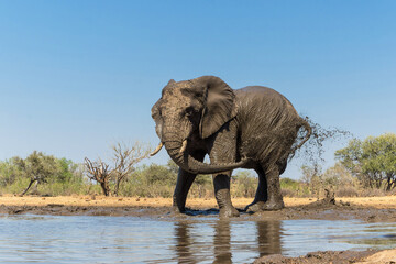 Elephant taking a mud bath seen from a low angle at a waterhole in Mashatu Game Reserve in the Tuli Block in Botswana  
