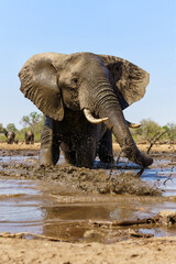 Fototapeta premium Elephant taking a mud bath seen from a low angle at a waterhole in Mashatu Game Reserve in the Tuli Block in Botswana 