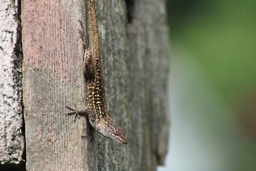 Lizard Hanging Out On a Garden Patio. 