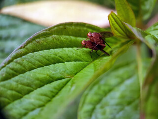 Macro mating fly on leaf