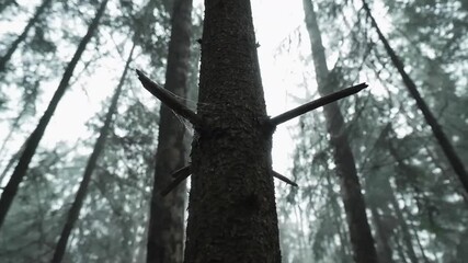 A fog tree with no foliage, spider's web and short branches sticking out like a symbol. Bottom up view, dark landscape, rotating tree. 