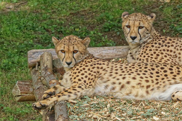 Guépard