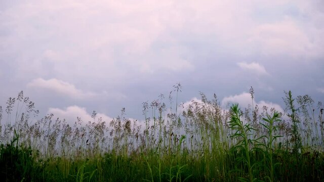 Meadow grass, close-up, bottom view. Green field of wild grass. Presence effect. The grass swings heavily on the setra. Gray stormy sky.
