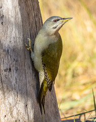 gray-headed woodpecker