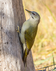 gray-headed woodpecker