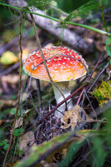 Fly agaric is not only the most famous, but also the most recognizable mushroom