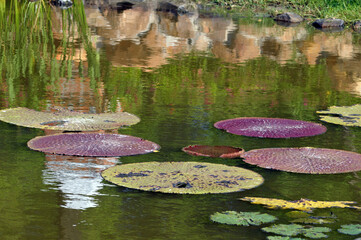 water lily in the pond