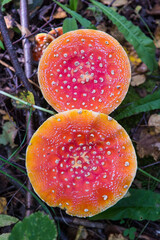 Fly agaric is not only the most famous, but also the most recognizable mushroom