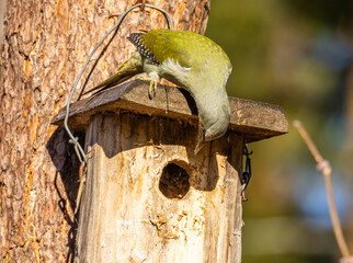 gray-headed woodpecker