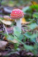 Fly agaric is not only the most famous, but also the most recognizable mushroom
