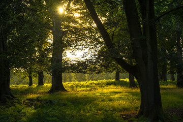 Fototapeta premium Forest..