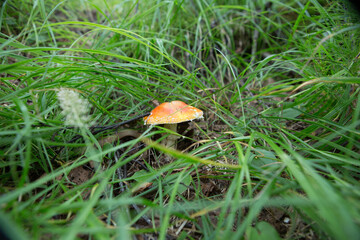 Fly agaric is not only the most famous, but also the most recognizable mushroom