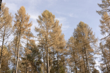 birch trees in autumn