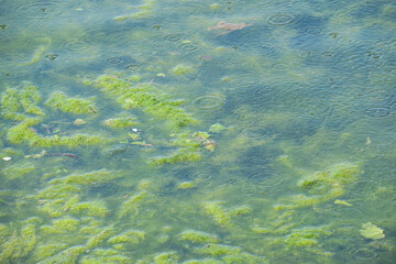Water in the lake and algae that bloom and stink. Ecological catastrophe in the lake - obrazy, fototapety, plakaty