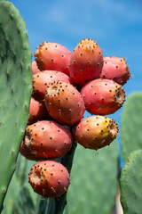 Prickly pear cactus or puntia, ficus-indica, Indian fig opuntia with fruits