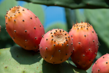 Prickly pear cactus or puntia, ficus-indica, Indian fig opuntia with fruits