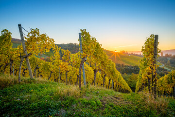 Sunrise in german vineyard landscape in fall