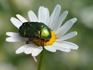 Rosenkäfer
