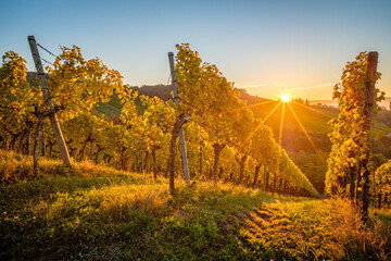 Sunrise with sunbeams in german vineyard landscaape in autumn
