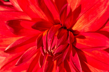 Orange and red dahlia close up, beautiful bloom background, spring gerbera, petals macro pattern