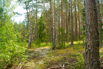 Obraz premium In the Belarussian forest with pine and birch trees. On a sunny summer day.
